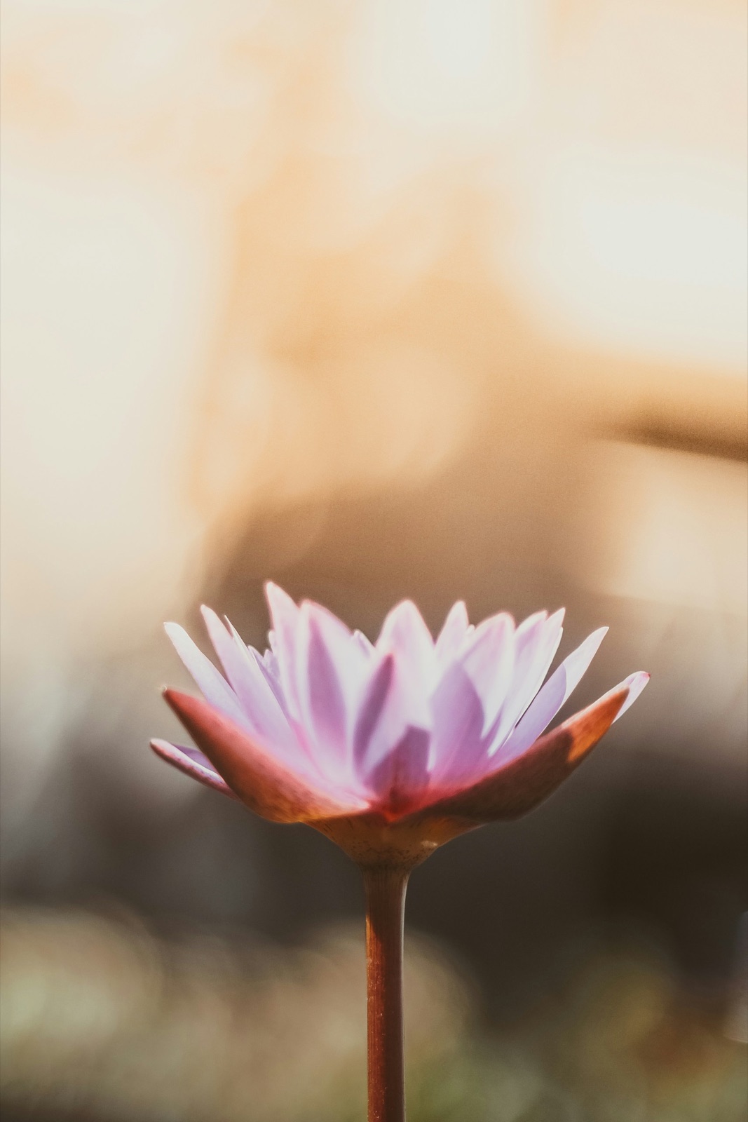 Fleur de lotus dans une lumière douce